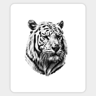 White tiger portrait Sticker